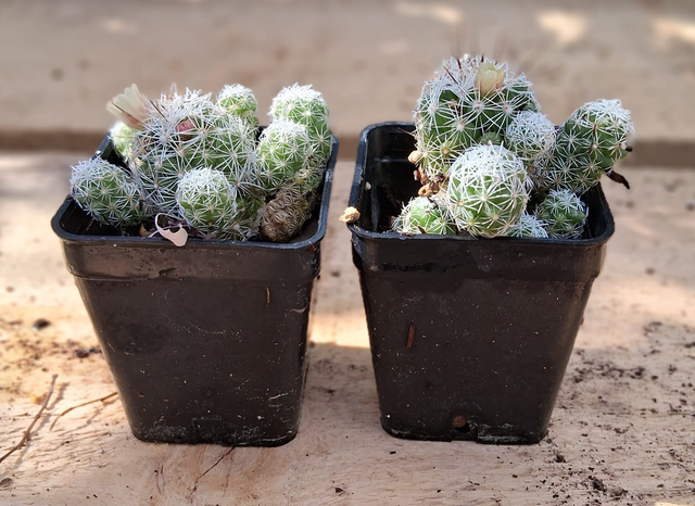 D35 . Mammillaria Gracilis 'Pulchella'
