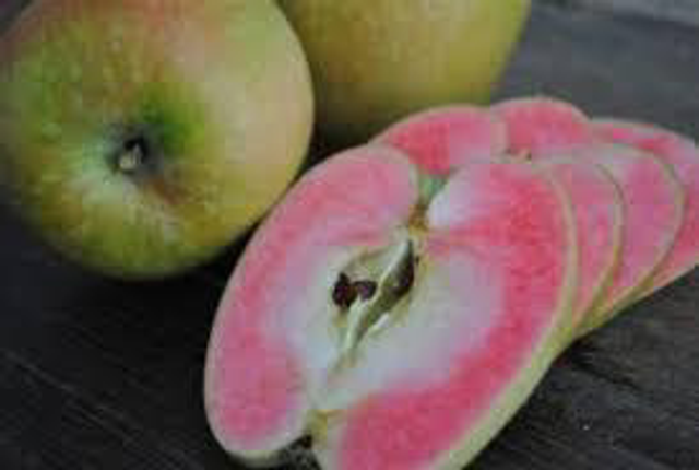 Hidden rose - scion 1 an - racines nues