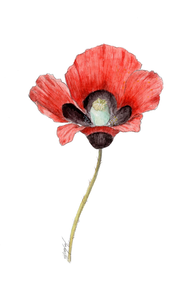 Tirage Coquelicot