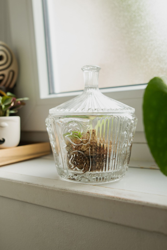 Écrin floral 🪴 Tiny Greenhouse