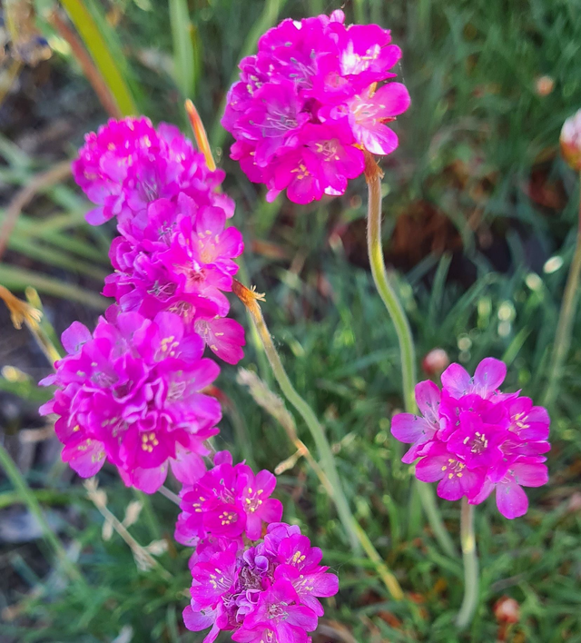 armeria maritima - 1ltr pot