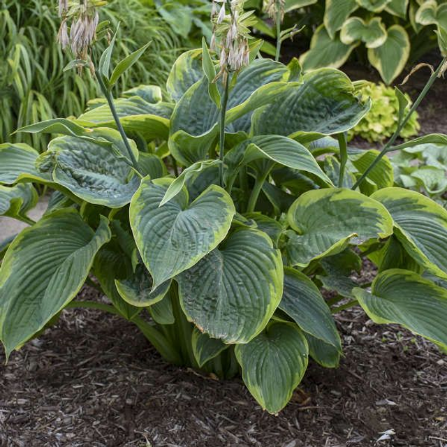 NEW!!! Hosta 'Wu La La'  bare root