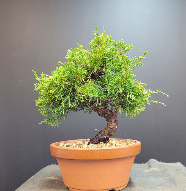 (225) juniperus itoigawa