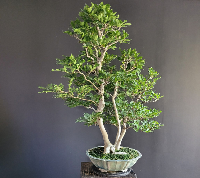 (185) fagus crenata