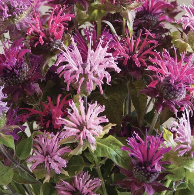 Monarde Panorma Mix AB - Monarda dydima