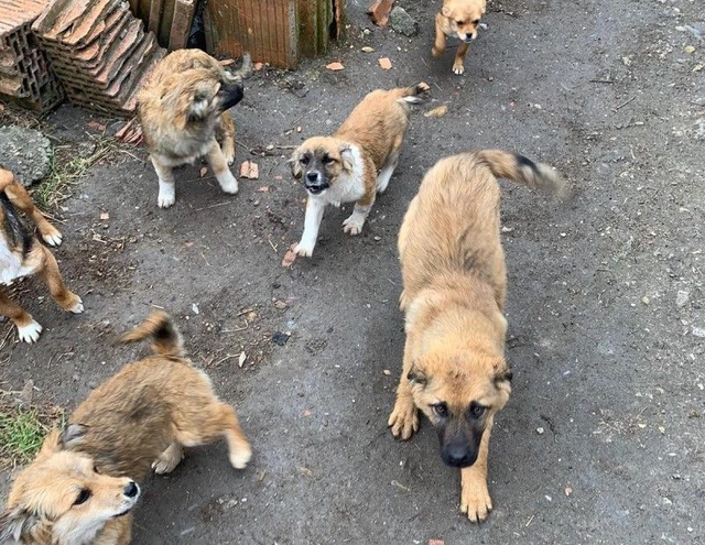 Einzeltraining für Hunde aus dem Tierschutz