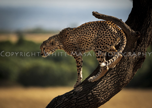 Lofty heights, female Cheetah are not known for climbing trees.