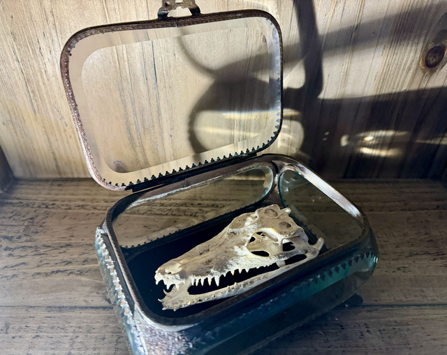 Crane de crocodile dans une boite 