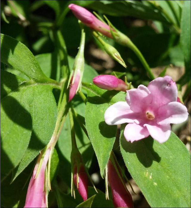 Jasminum Stephanese - 1ltr pot