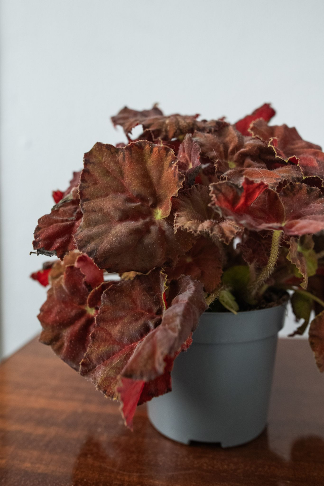 Begonia Beleaf Amber Love 🌿