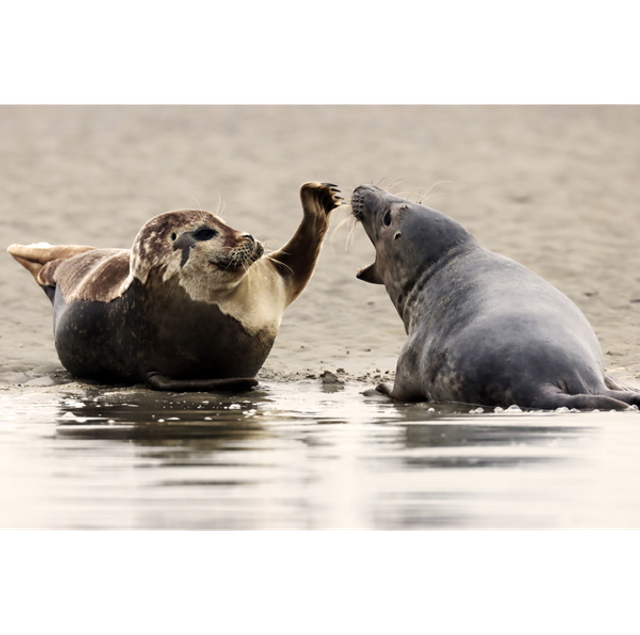 T&#039;approche pas ! - ref: 5712