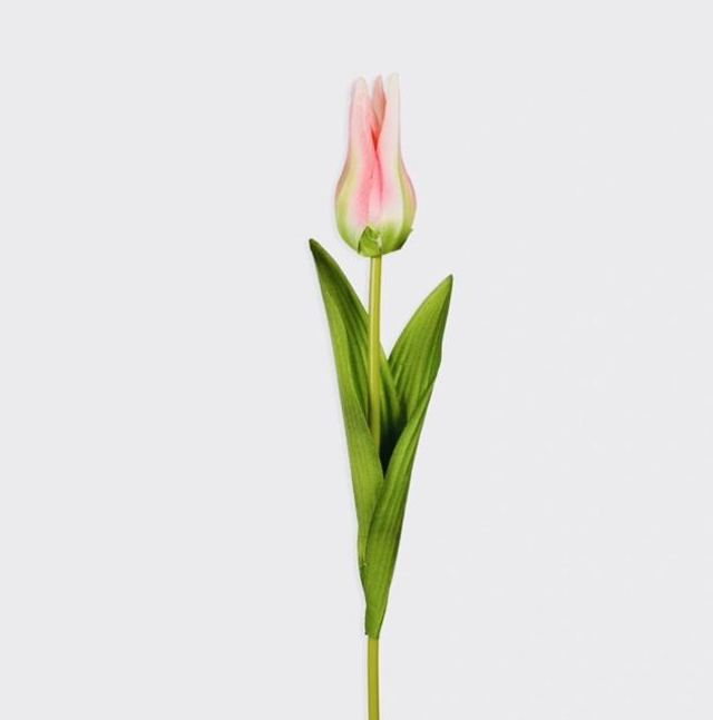 Closed Tulip Stem