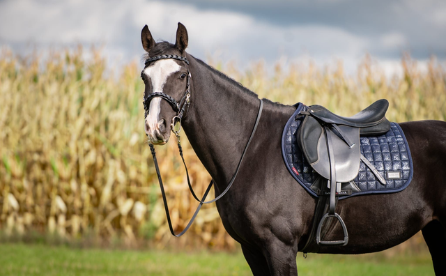 Multi bridle Braided Cob