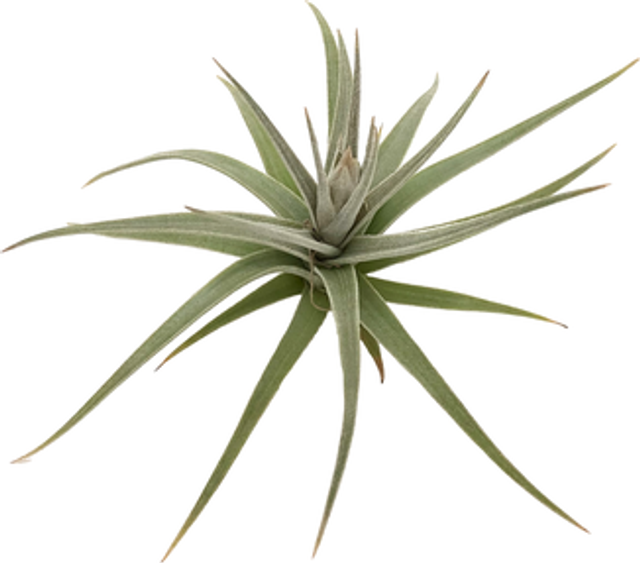 Tillandsia ixiodes grupo