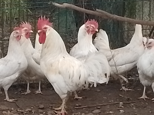 Pondeuse Azur (oeuf bleu)