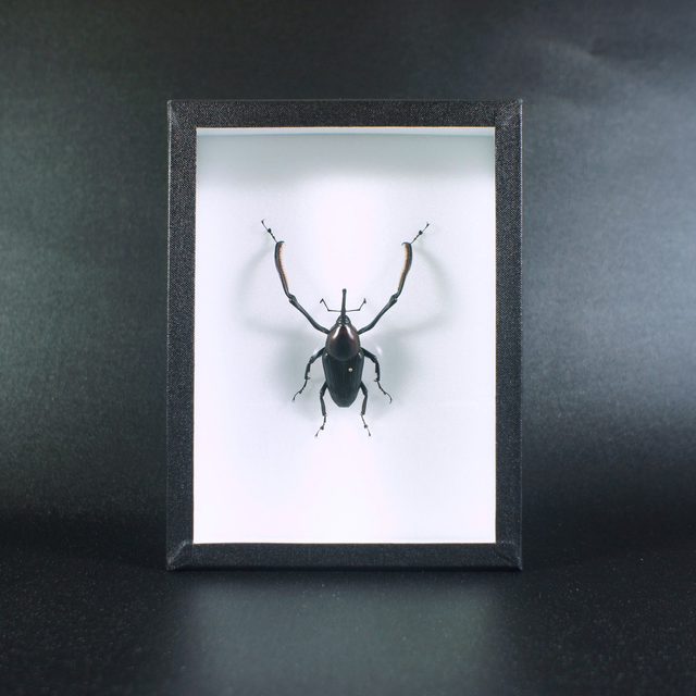 Cyrtotrachelus buqueti