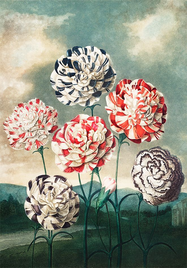 A Group of Carnations - painting