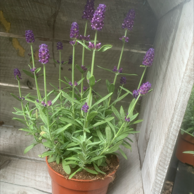 Lavender 12cm diam  