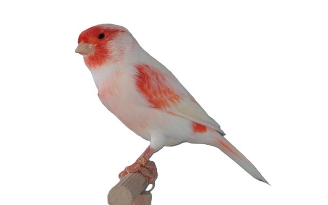 Le canari mosaïque rouge 