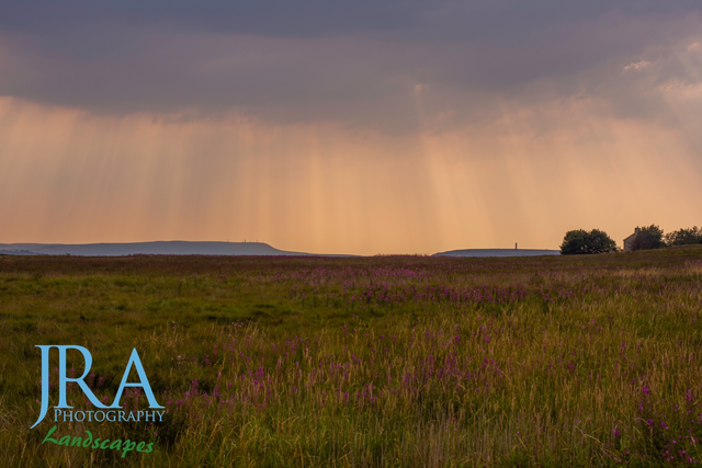 Sun rays over the floral field