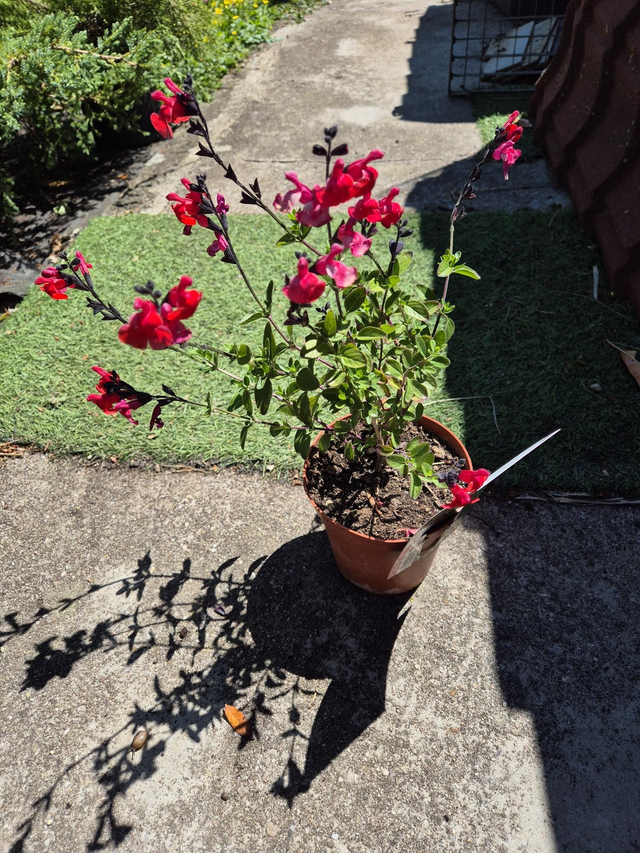 Sauge arbustive Royal Bumble pot 19cm