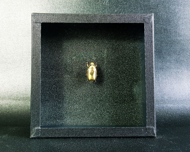 Chrysina resplendens