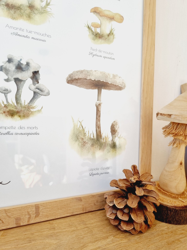 Affiche "Champignons Merveilleux"