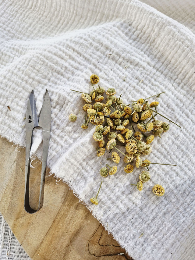 Vide atelier - Camomille jaune pâle
