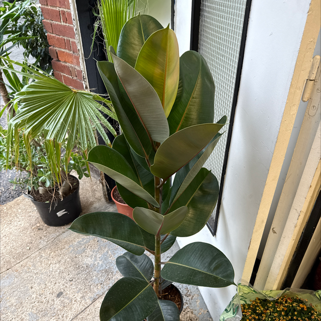 Ficus Elastica