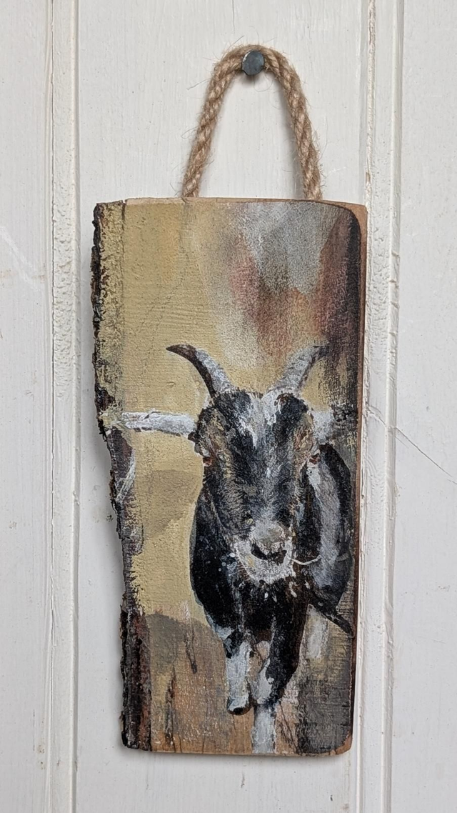 Pygmy Goat - Percy