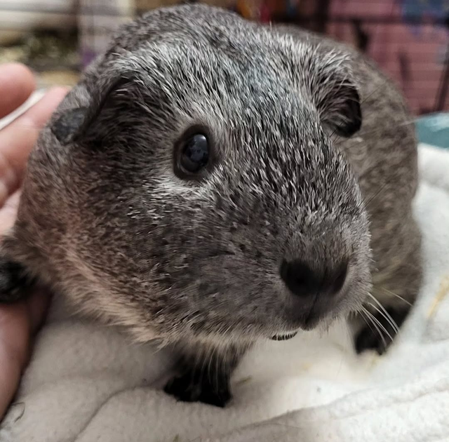 £20 donation to Patch's Piggy Trust