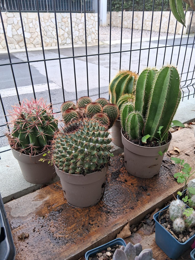 D127 . Cactus misti vaso 17