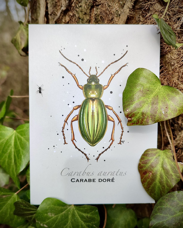 Carabe doré - Carte format A6