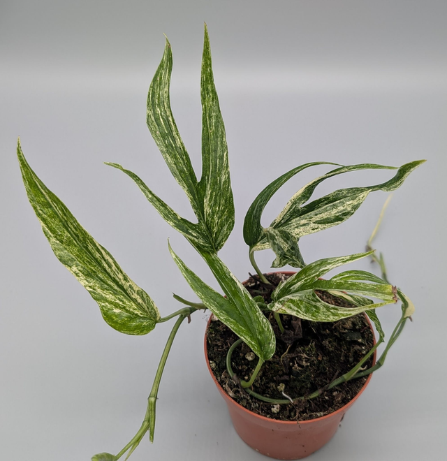 Amydrium zippelianum variegata