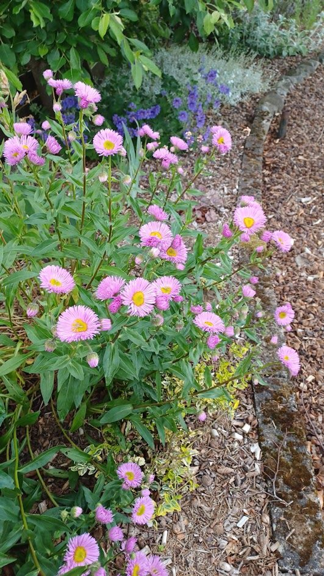 Erigeron Pink