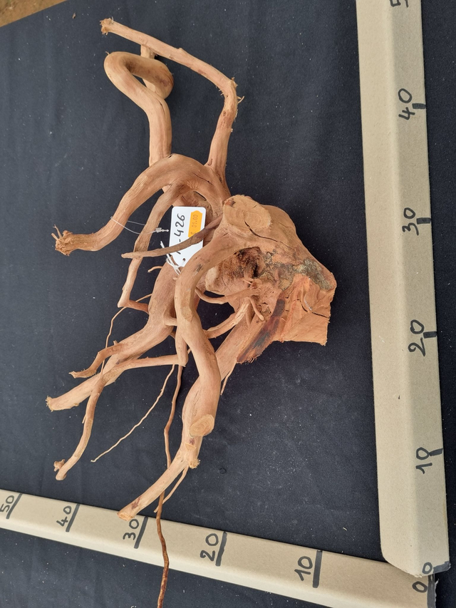 Racine araignée A-426