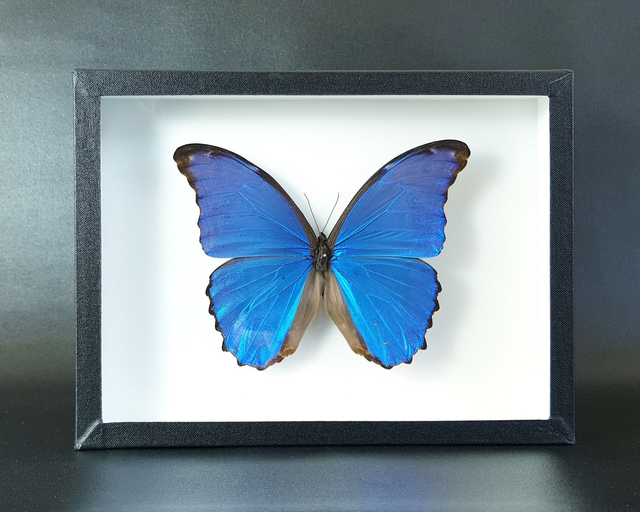 Morpho didius (A-)
