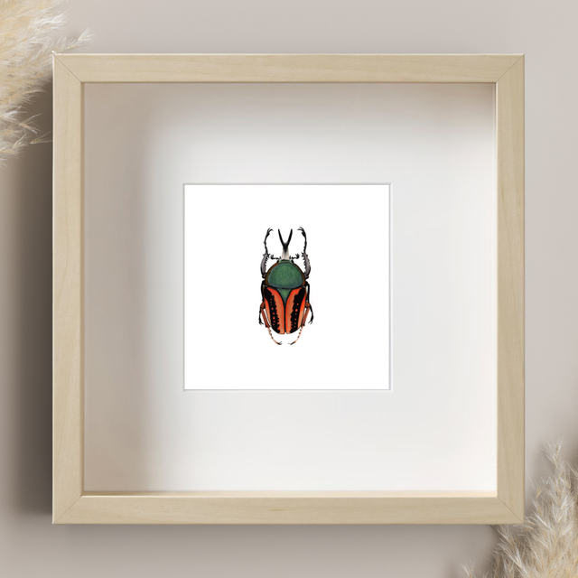 Scarabé - Megalorrhina Harrisi