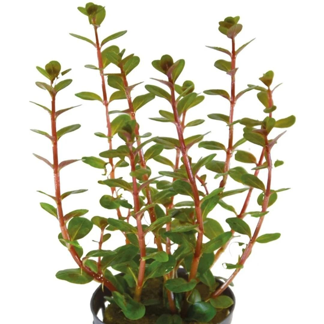 AP Rotala Blood Red 8715897352126