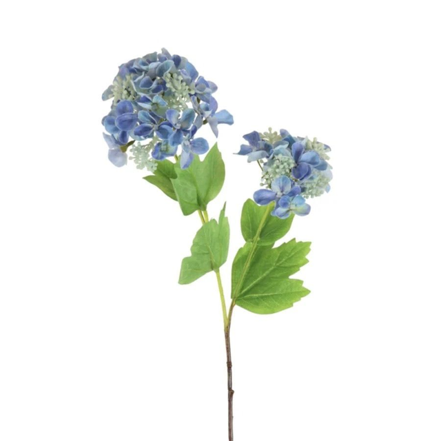 Double Lace Cap Hydrangea