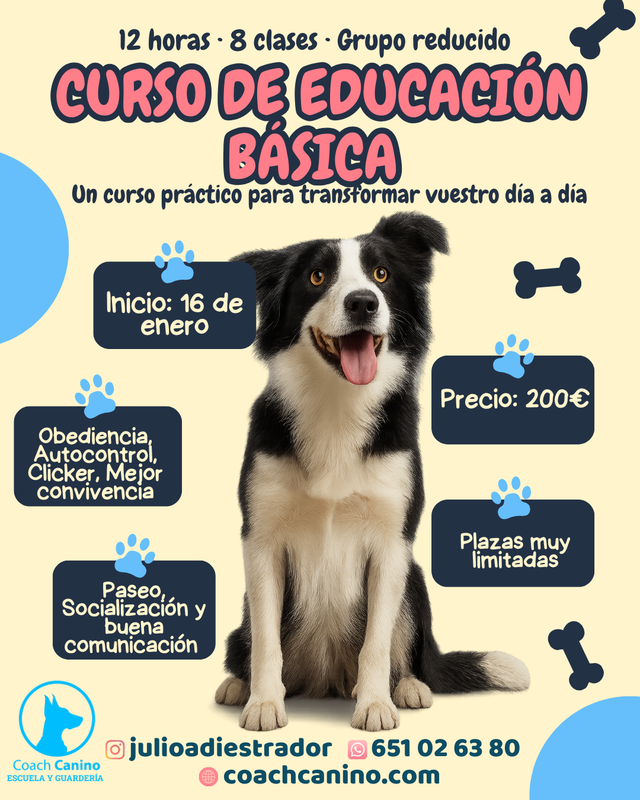 Curso Obediencia Básica 