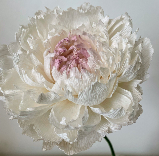 Pivoine "Almaé" avec son vase artisanal offert