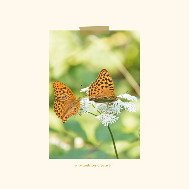 Carte postale photographie #9 Duo papillons