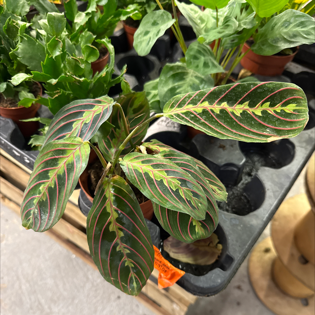 Maranta Facinator