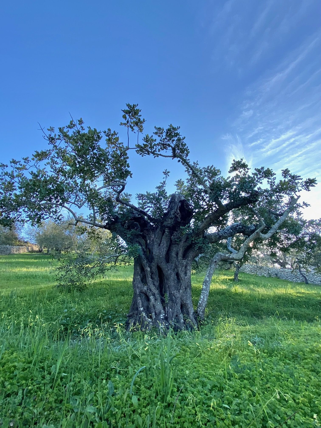 Séance Transgénérationnel/Psychogénéalogie