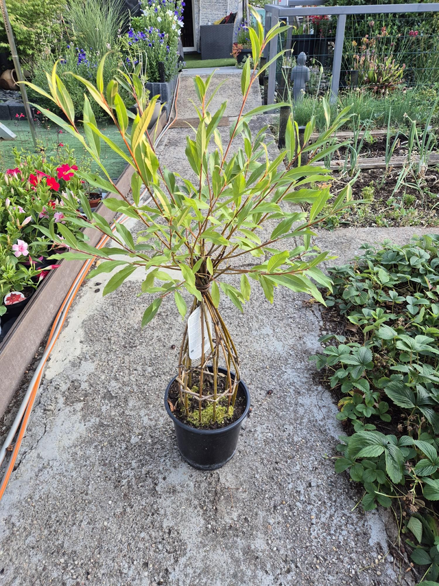 Saule tressé pot 19cm