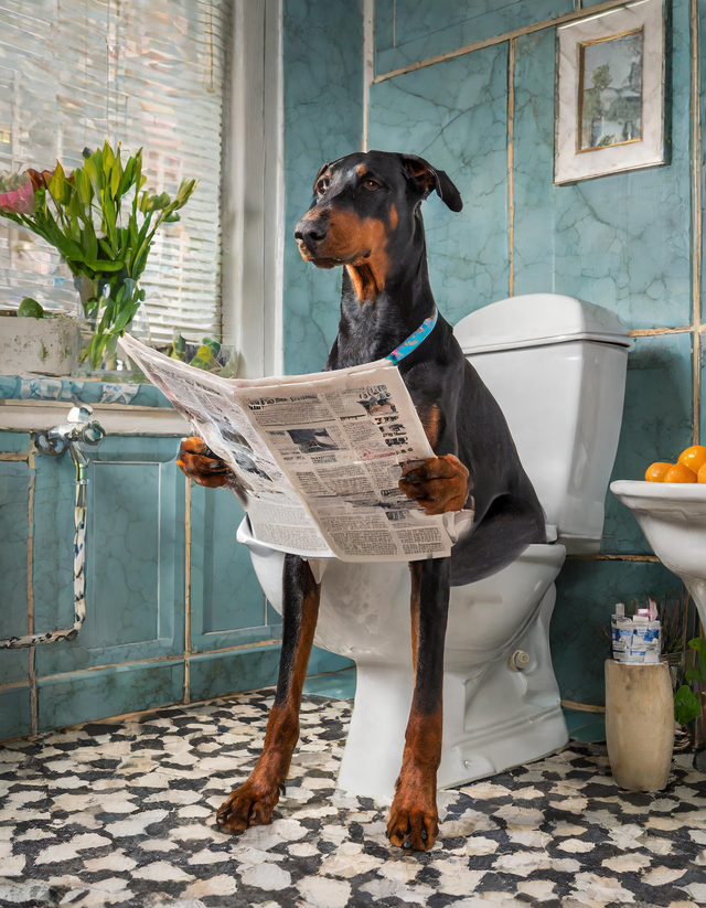Doberman on the Toilet Framed Canvas