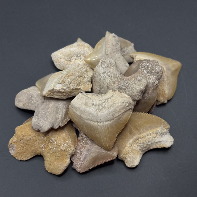 Squalicorax “Crow Shark” Tooth