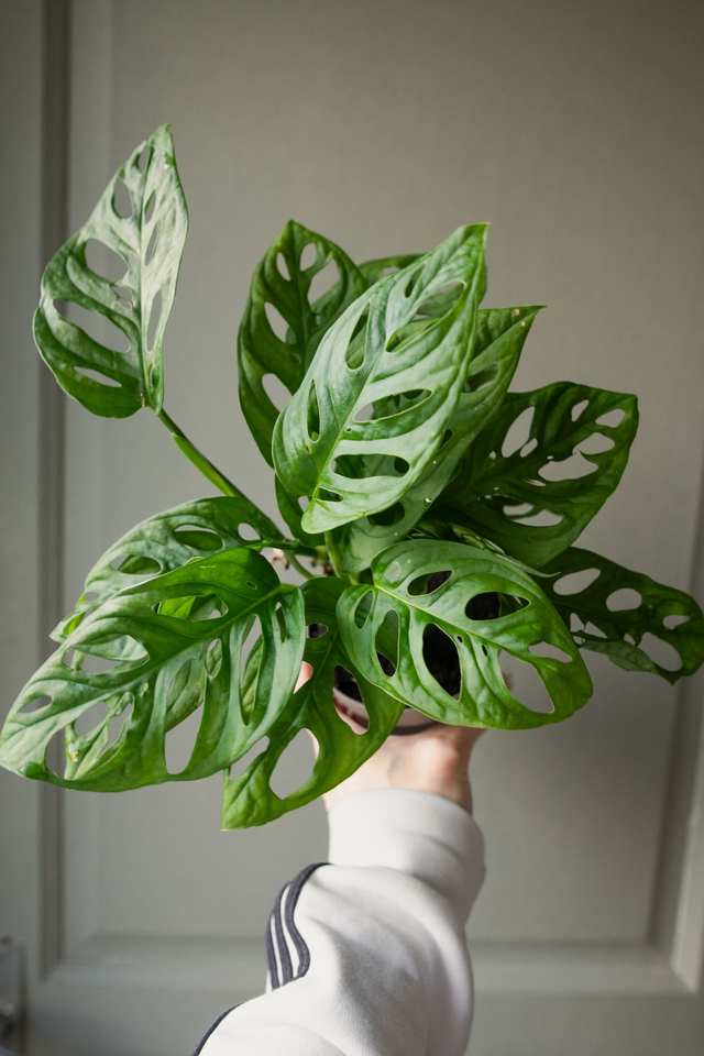Monstera Adansonii 🌿