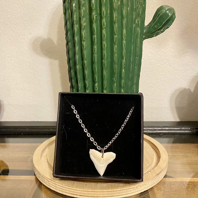 Collier, dent de requins tigre